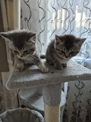 Süße  BKH Kitten zuverkaufen 