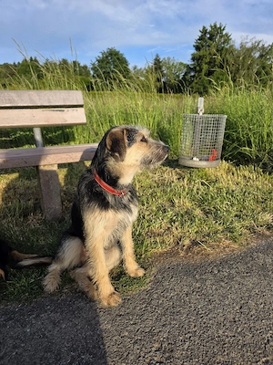 Border Terrier-Mix(6 Monate)