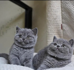 Britisch Kurzhaar-Katzen suchen ein neues Zuhause