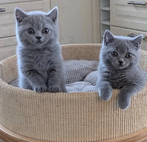Britisch Kurzhaar-Katzen suchen ein neues Zuhause