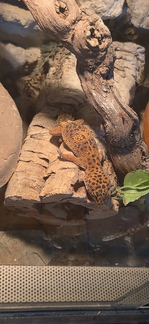 nehme Leopardgeckos auf