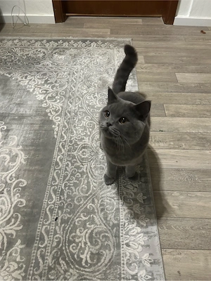 BKH Deckkater Bild 2