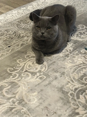 BKH Deckkater Bild 3