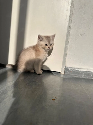 Schöne BKH Kater 