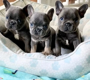 Französische Bulldoggen Welpen