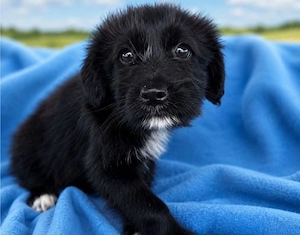 Bolt - super Hund, sucht super Familie!