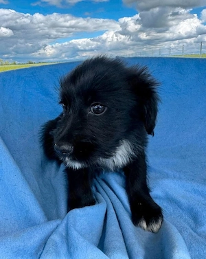Bolt - super Hund, sucht super Familie! RESERVIERT  Bild 3