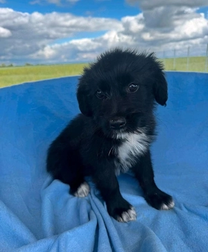 Bolt - super Hund, sucht super Familie! RESERVIERT  Bild 2