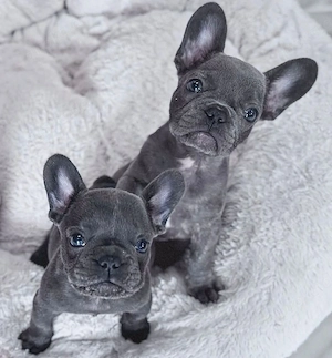 Französische Bulldoggen Welpen