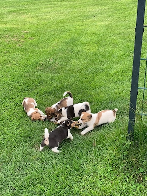 Jack Russell Welpen zu verkaufen (Hündinnen)