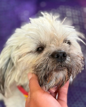 Pippa - perfekt unperfekt!  Bild 2