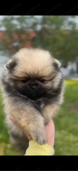 Wolf Sable Pomeranian Welpe Hündin