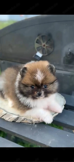 Pomeranian Welpe Tricolor Welpe