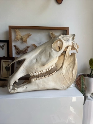 Pferdeschädel Schädel Skelett Anatomie Präparat
