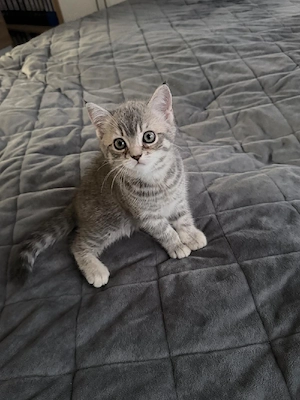 2 Süße Kitten Britisch Kurzhaar  Mischling  ab Sofort Abholung 