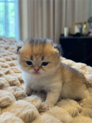 Reinrassige Golden Chinchilla Kitten    Reservierung möglich