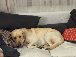 Labrador Rüde sucht neues Zuhause Bild 3