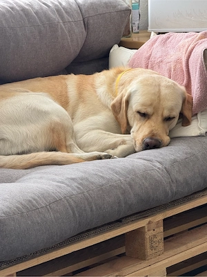Labrador Rüde sucht neues Zuhause Bild 4
