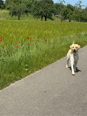 Labrador Rüde sucht neues Zuhause Bild 5