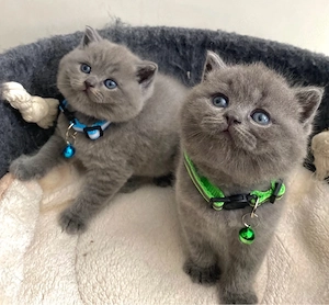 Reinrassige BKH Kitten in Blue