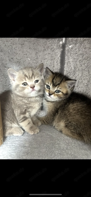 Wunderschöne BKH Kitten 