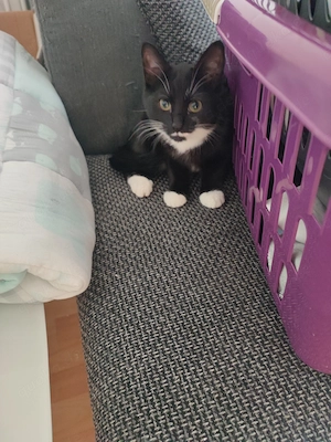 Die kleine Maus sucht neues zu Hause 