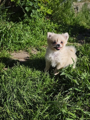 Zwergspitz Chihuahua Mix Welpen (Pomchi)