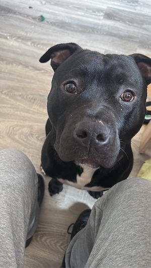 Mischlings, Rüde 