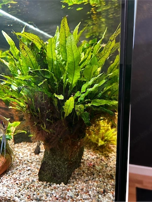 Aquarium Lochstein Javafarn