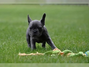 französische Bulldoggen Welpen Bild 2