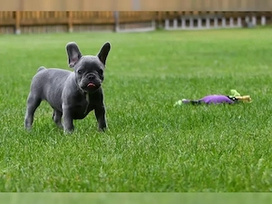 französische Bulldoggen Welpen Bild 3