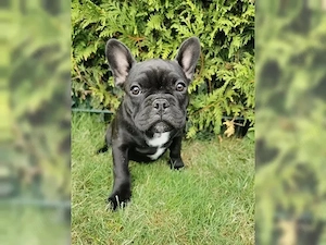 französische Bulldoggen Welpen Bild 4