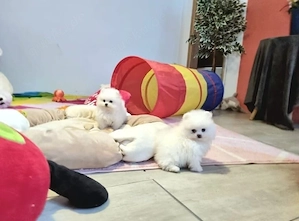 Reinrassiger Pomeranian Zwergspitz mit Ahnentafel  