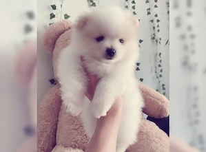 Reinrassiger Pomeranian Zwergspitz mit Ahnentafel  