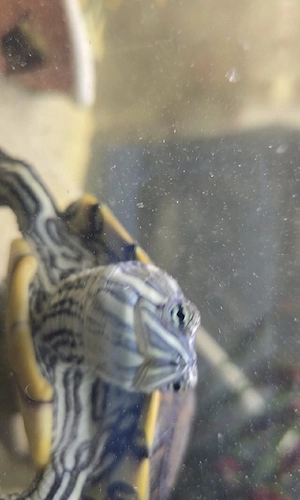 wasserschildkröten 