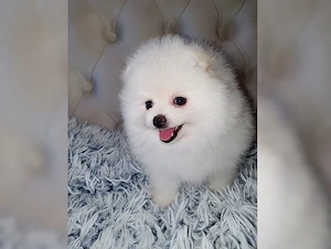 Reinrassiger Pomeranian Zwergspitz mit Ahnentafel   Bild 5