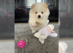 Reinrassiger Pomeranian Zwergspitz mit Ahnentafel   Bild 3