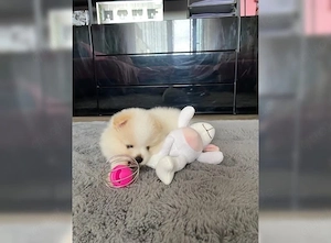 Reinrassiger Pomeranian Zwergspitz mit Ahnentafel  