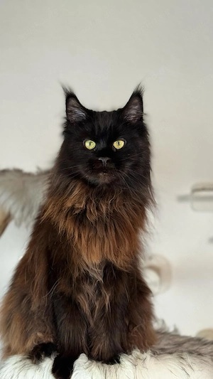 Liebevolle Maine Coon Katze