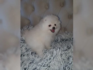 Reinrassiger Pomeranian Zwergspitz mit Ahnentafel   Bild 2