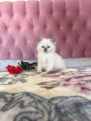 Süße Ragdoll Maine Coon Mix Kitten abzugeben    Bild 2
