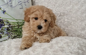 maltipoo welpen