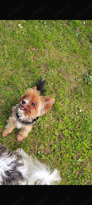 Kleines Yorkshire Terrier Mädchen 