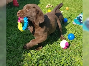 Labrador Retriever Welpen