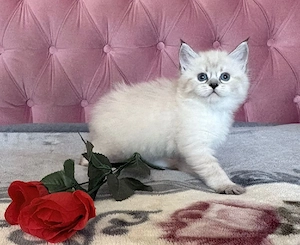 Süße Ragdoll Maine Coon Mix Kitten abzugeben   