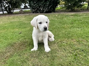 Labrador Retriever Welpen