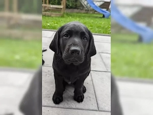 wunderschöne Typvolle Labrador Welpen