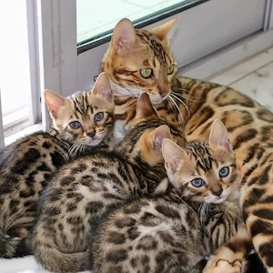 Wunderschöne Bengal-Kätzchen ab dem 31.05.2026 abzugeben