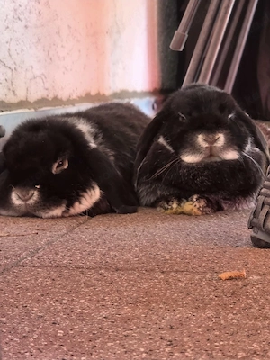 Zwergwidder suchen neues Zuhause