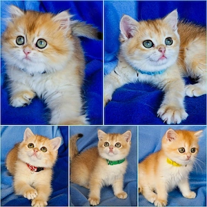 Bkh Kitten mit Stammbaum 